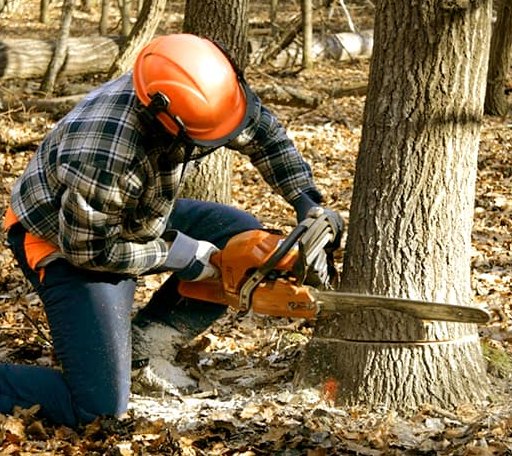 Tree Removal in Correll, MN